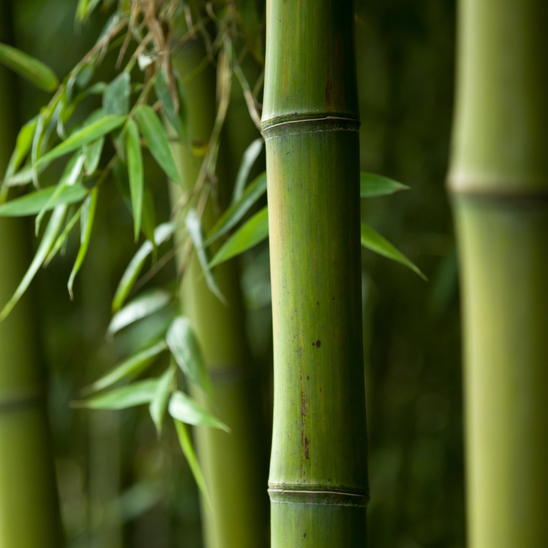 Bamboo forest