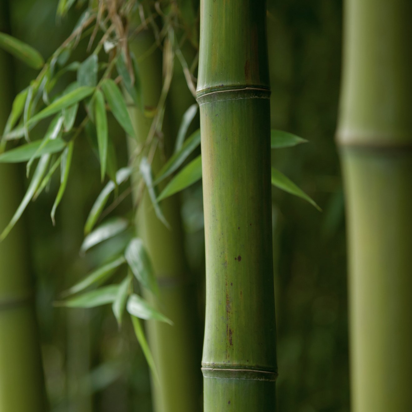 Bamboo forest