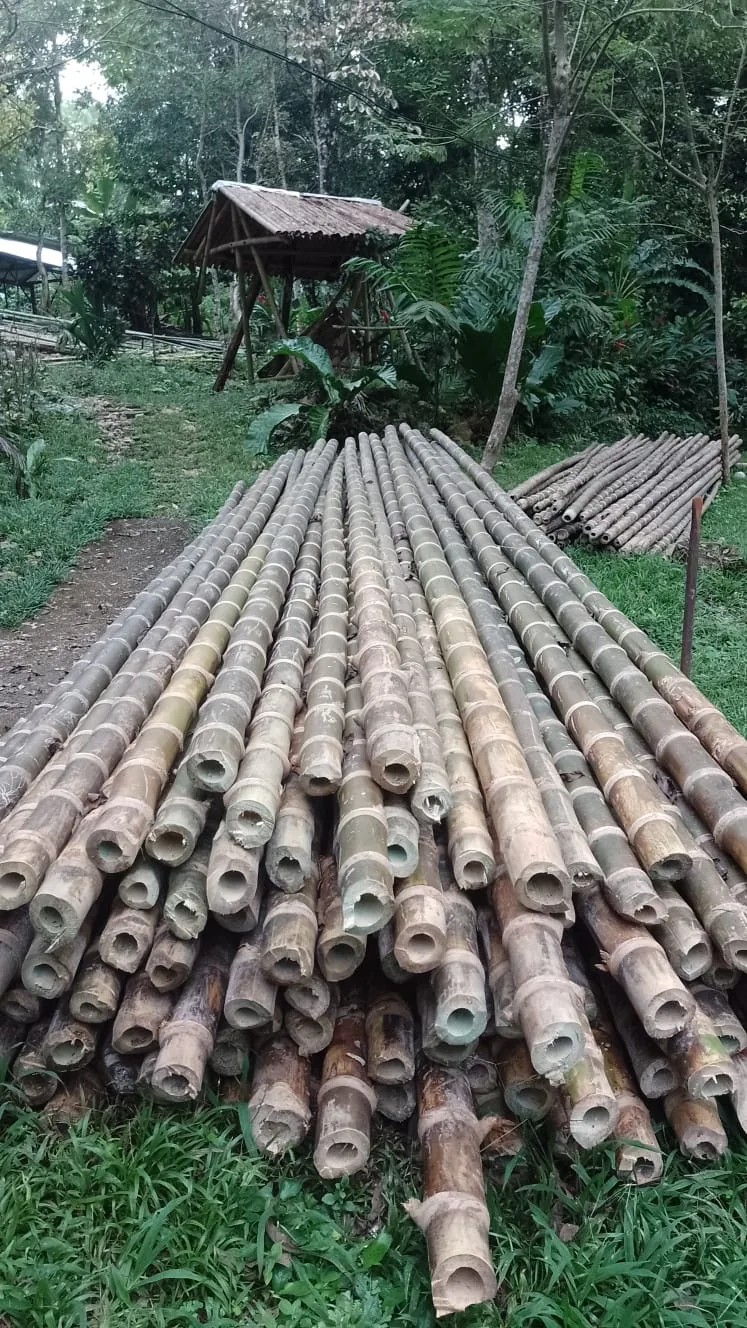 Arrume de culmos de bambú cortados sobre el pasto, con los extremos huecos de distintos diámetros hacia la cámara, y al fondo un kiosco de bambú y vegetación tropical.