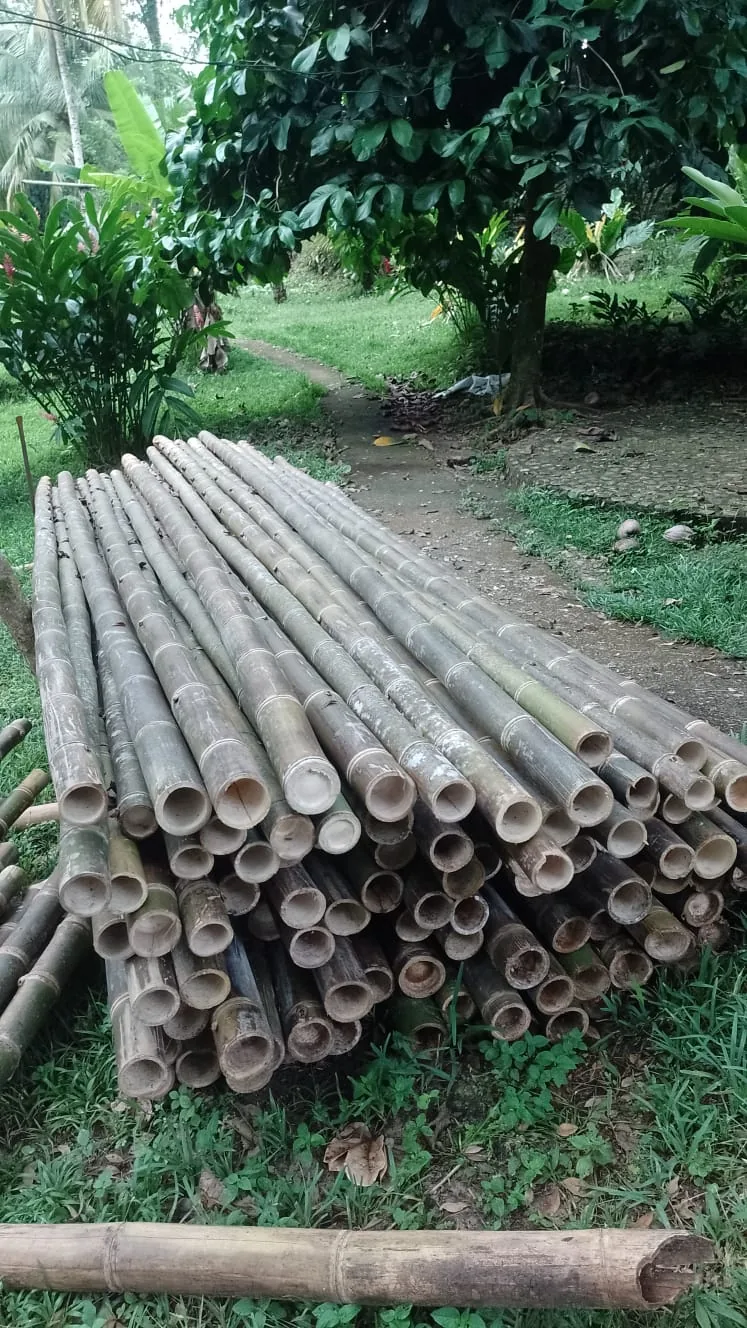 Pila de decenas de cañas de bambú cortadas sobre el césped, con los extremos huecos hacia la cámara y diámetros de distintos tamaños; al fondo, un sendero y vegetación tropical.