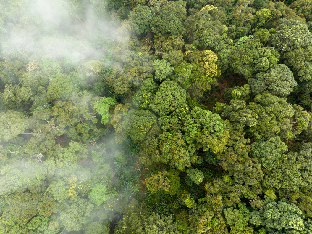 Tropical forests can absorb large amounts of carbon dioxide from